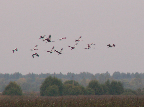 Всю жизнь свою я жду тебя, любимый,