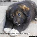 Маленьке чорно-бiле цуценя...
