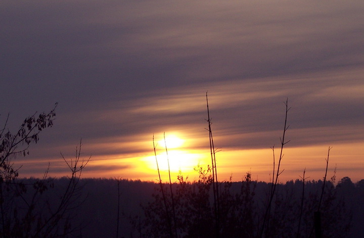 Пленяет цветом померанца