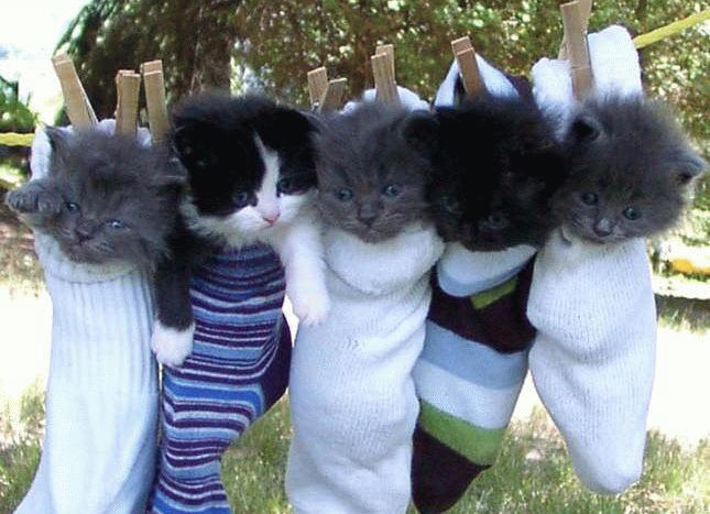 Кошачья история...