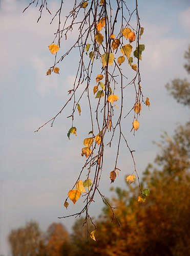 Осенняя Береза Фото