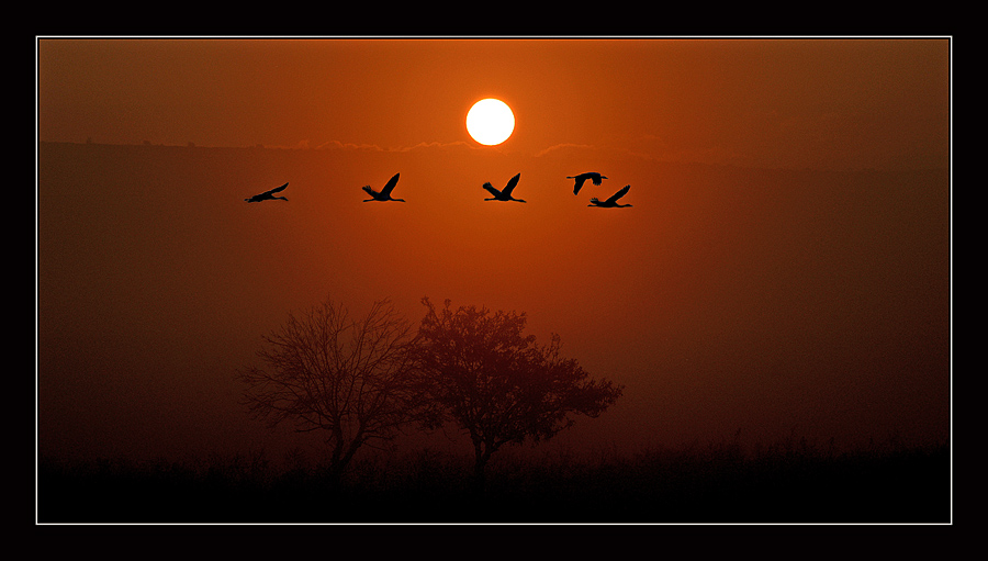 Журавлик мой...