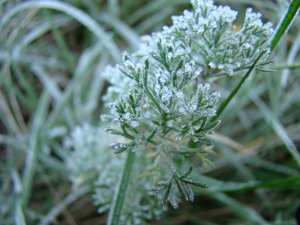 на запах полыни