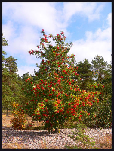 30-42 Красота Ноября