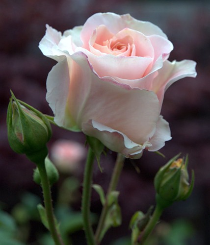 Лучшая из лучших в белом свете!