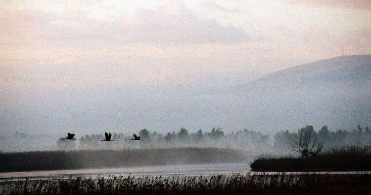 Жду тебя у калитки