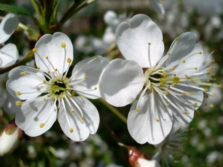 Весна и надежда