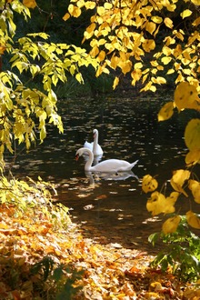 Падают листья