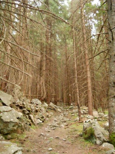 Где ворон отчаянным криком