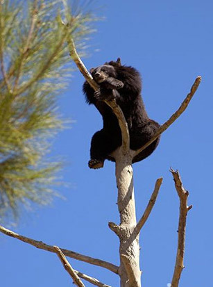 Мишка проспал