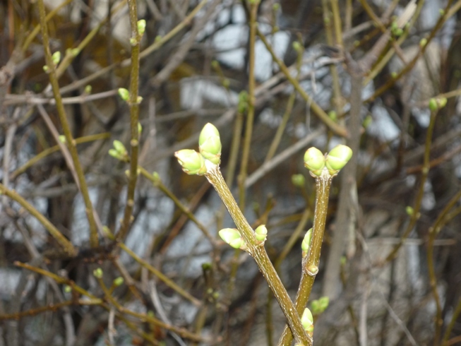 Весна в ноябре