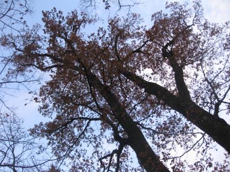 Мимолетная встреча...