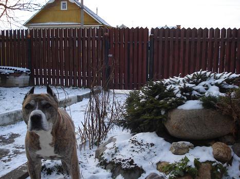 Верный друг