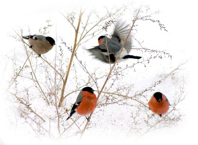 Придёт зима...