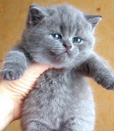 шоколадка, мармеладка