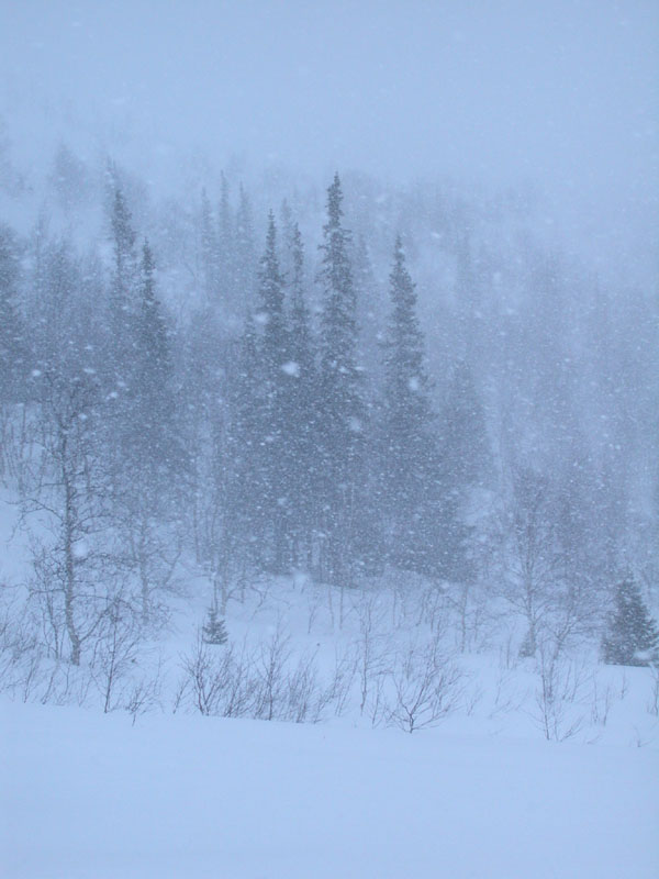 Засыпал землю снегопад