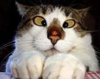 Дед, бабка и кот