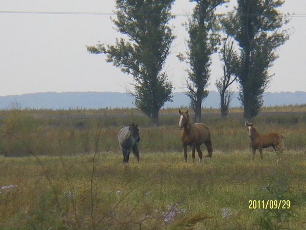 Земляки мои