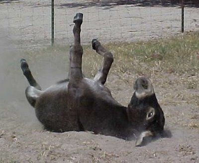 Адамовый урок и осел