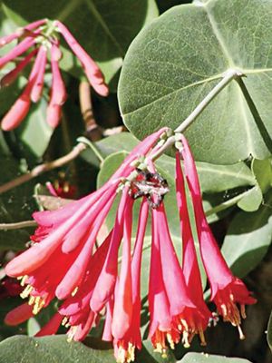 милость жимолости