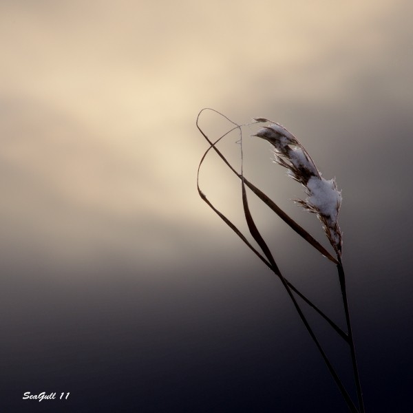 Наперекор пурге и вьюге -...