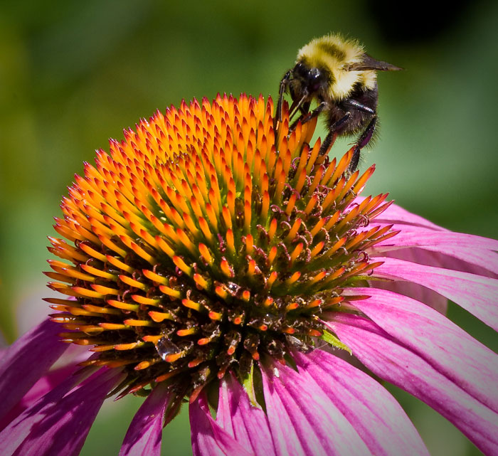Мохнатой радости пушистость...