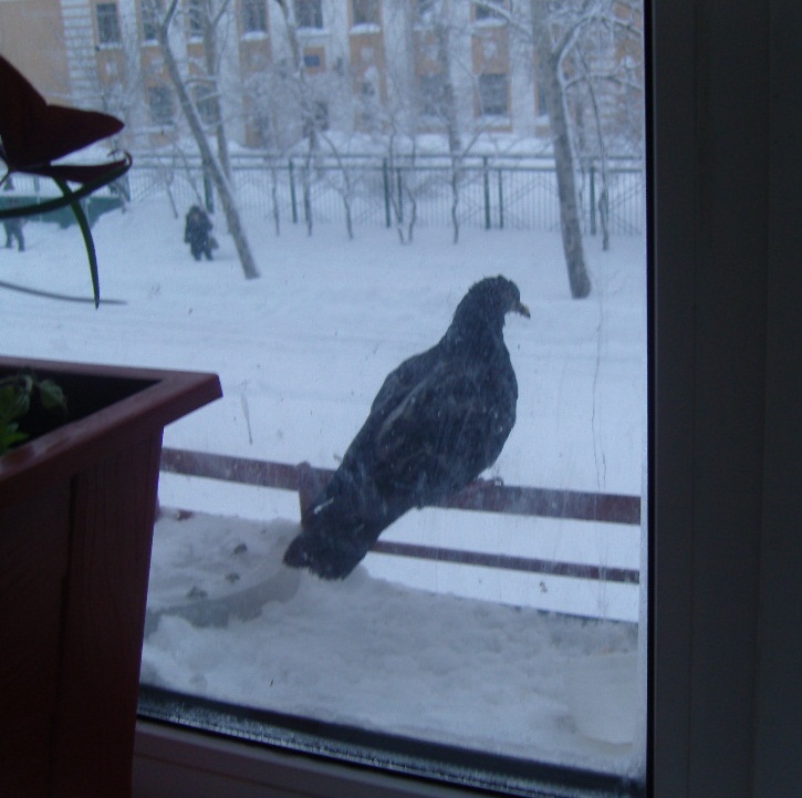 Зимний день