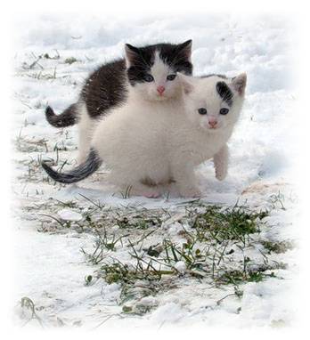 Год кошачий