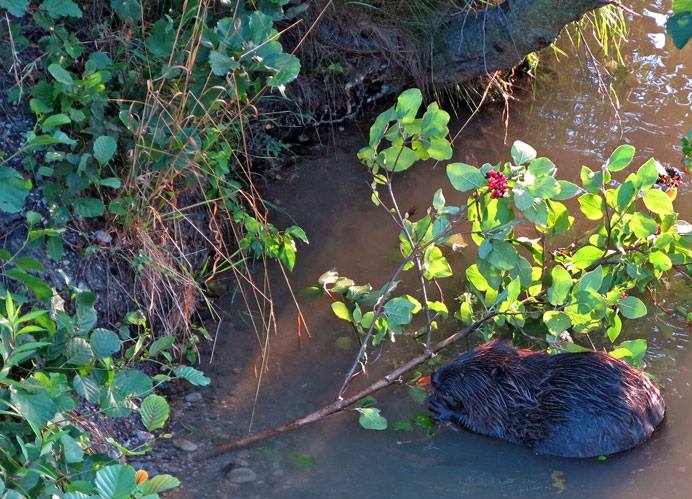 Гладит взгляд лозу