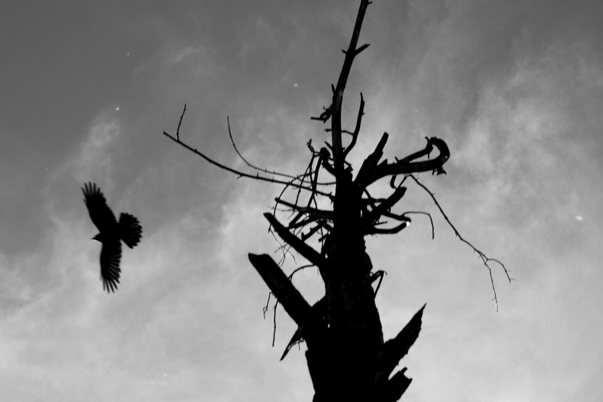 Крикну и растаю...