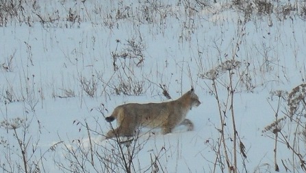 Предновогоднее