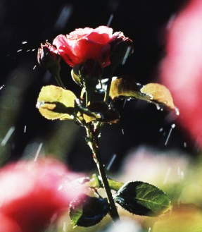 Шипы и Розы