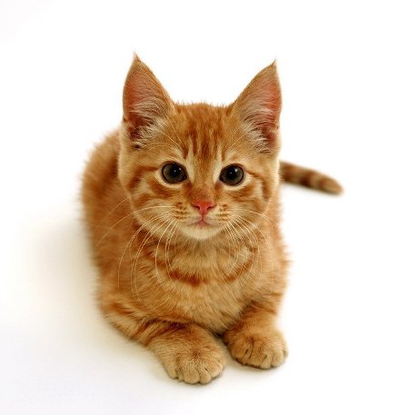 Нам, котам, легко лечиться