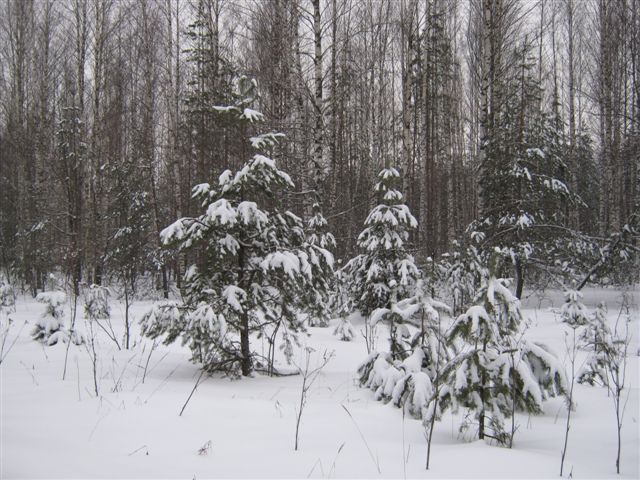 Подарки Зимы