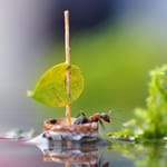 Кораблик. Галине Лебединец