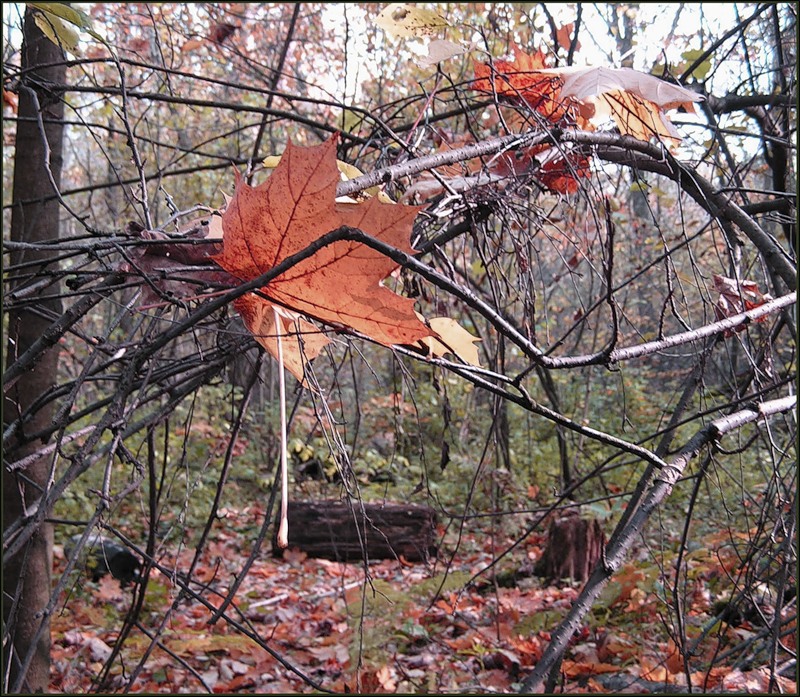Ветер шумит в паутинах