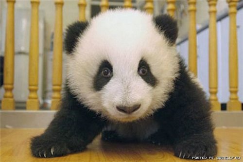 Посмотрите - что за чудо