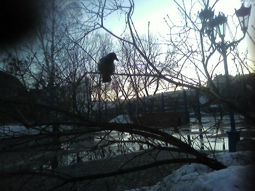 Умирали птицы на лету...