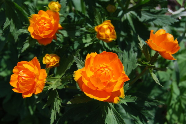 Огоньки - цветы Kузбасса... (Надежда Ергер) / Стихи.ру