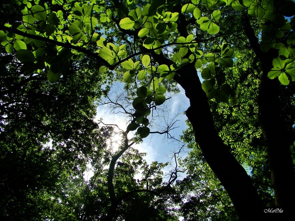 Летели звуки...