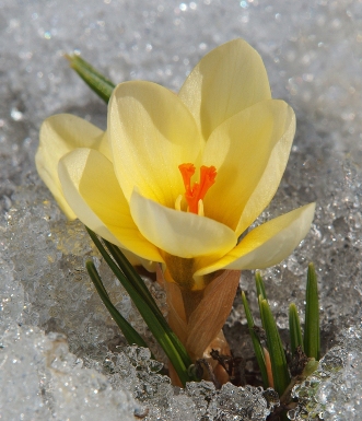 Мечта, похожая на явь!