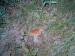 Станция Черничная