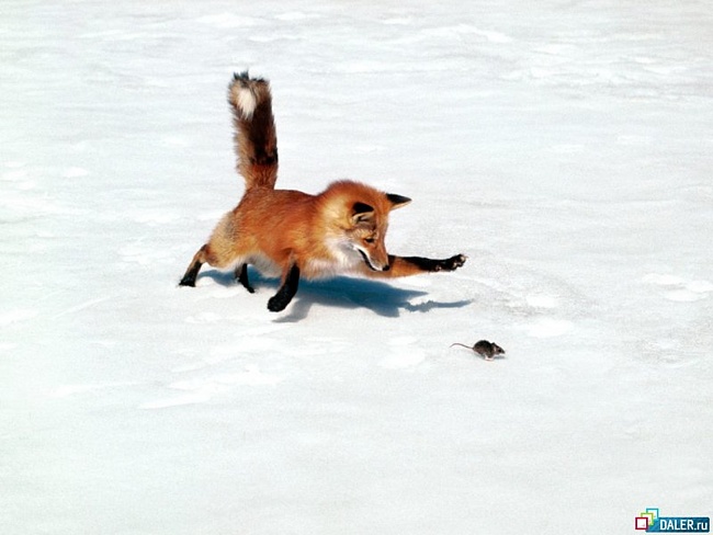 Лиса и мышь