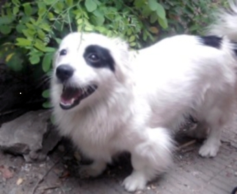 Сон о белом щенке