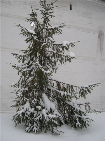 У старых стен монастыря