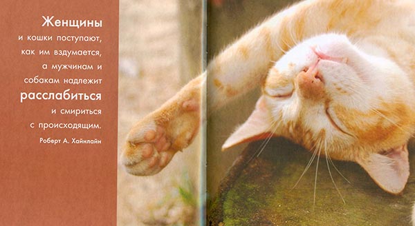 Непредсказуемы кошачьи настроения...