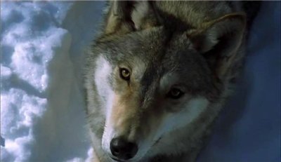 Чистокровная дикость дали свободного духа...