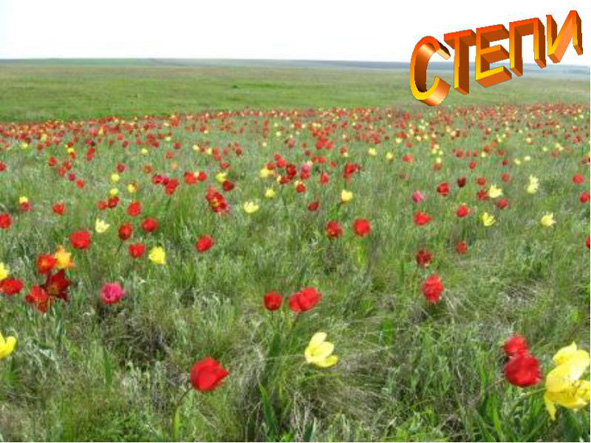 Степь, она всегда монументальна!