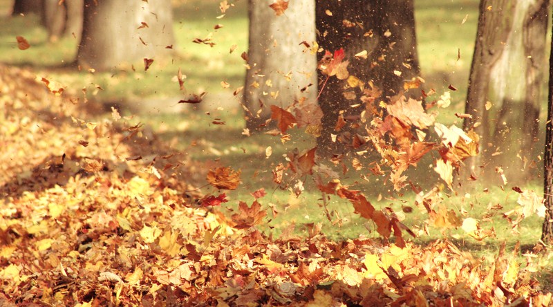 Распутник ветер