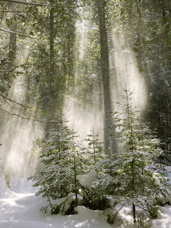 Вдвоем - одной лыжнею